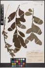 Foto von Salix caprea L. x Salix cinerea L.